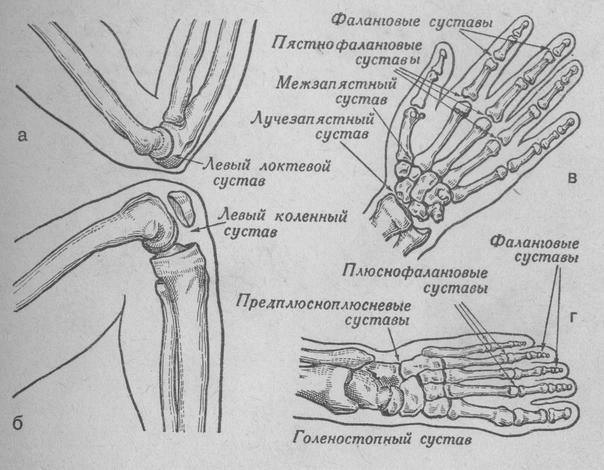 Прерывные соединения костей - суставы