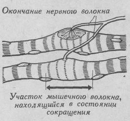 Волокна поперечнополосатой мышцы