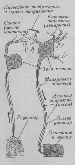 Нервные клетки с отростками