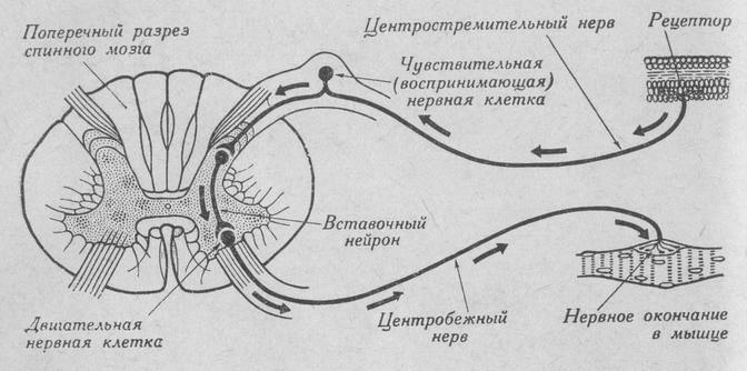 Схема рефлекторной дуги