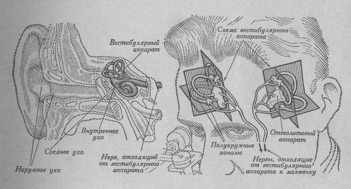Схема вестибулярного аппарата
