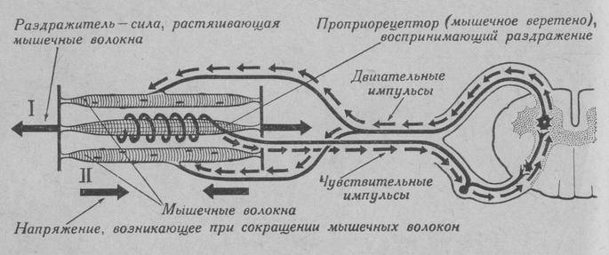 Схема периферической (спинномозговой) регуляции мышечного тонуса