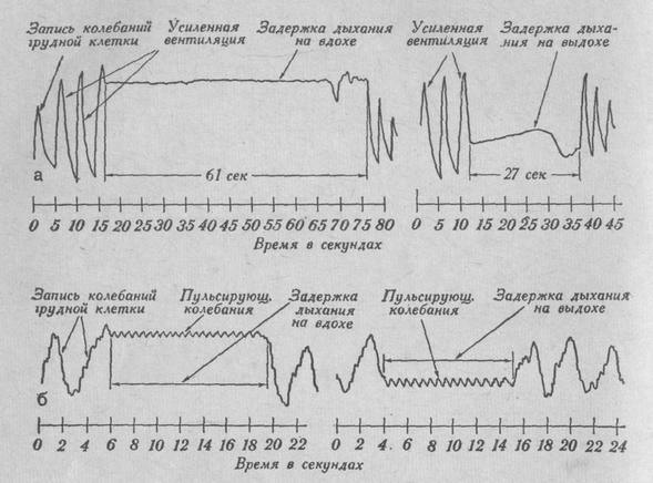 Пневмограмма задержки дыхания
