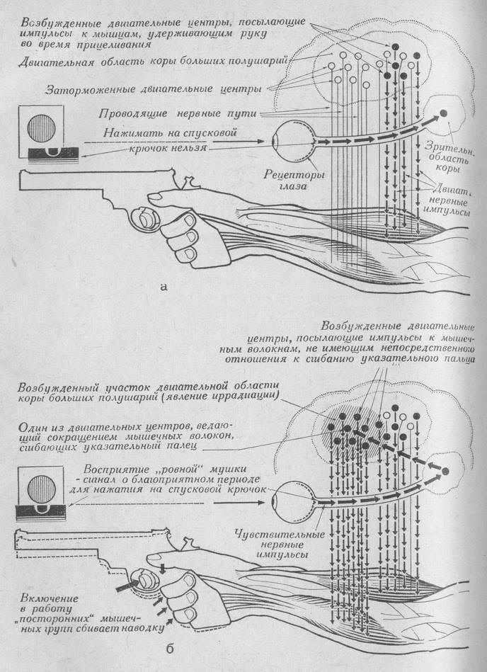 Принципиальная схема взаимодействия нервных процессов в центральной нервной системе при различной степени тренированности стрелка