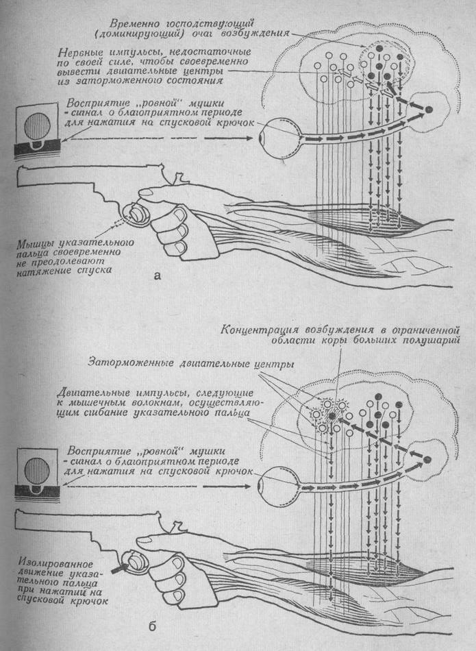 Принципиальная схема взаимодействия нервных процессов в центральной нервной системе при различной степени тренированности стрелка