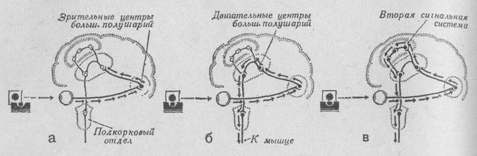 Сугубо условная схема протекания двигательных реакций различной сложности при завершении нажатия на спусковой крючок